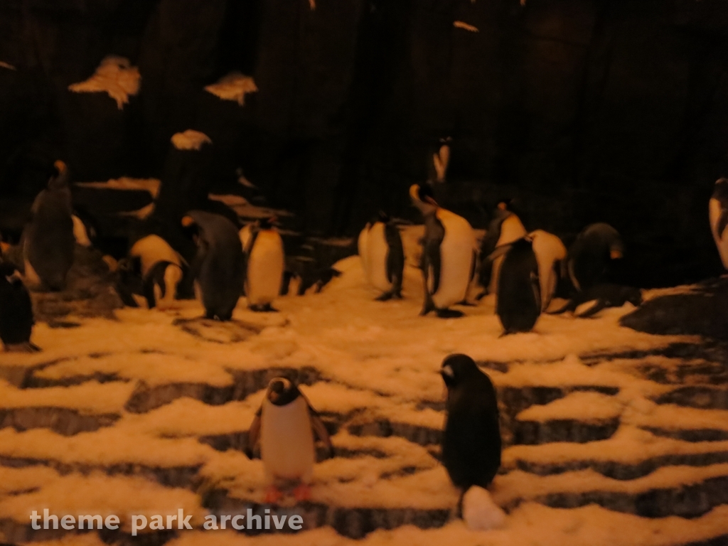 Antarctica Empire of the Penguin at SeaWorld Orlando