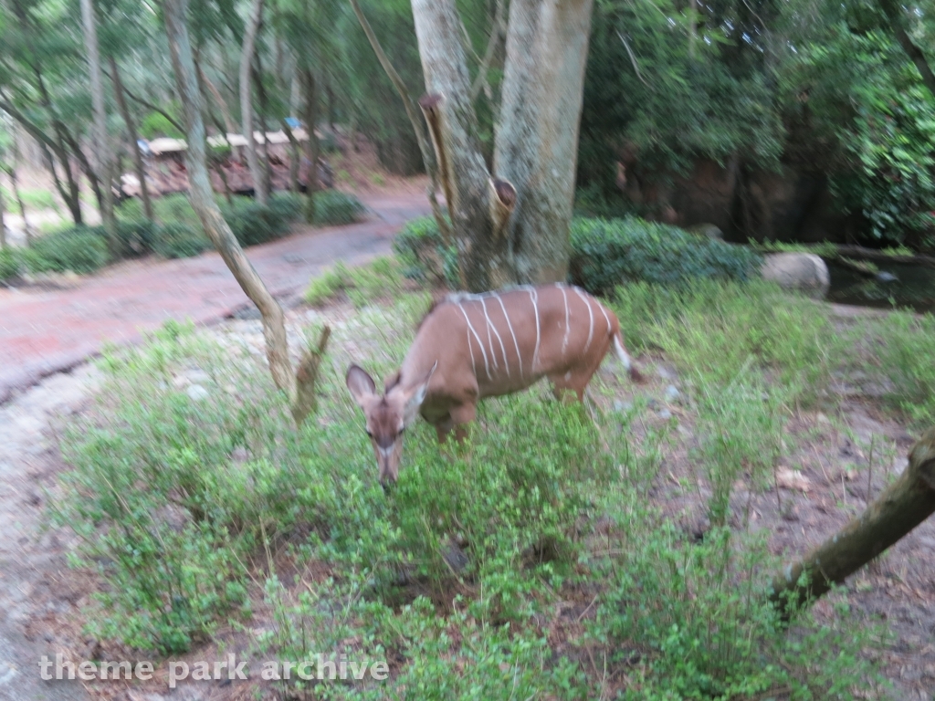 Kilimanjaro Safaris at Disney's Animal Kingdom
