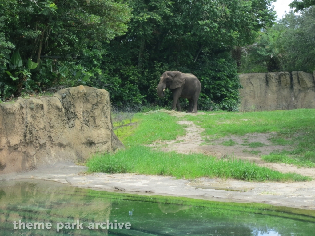Kilimanjaro Safaris at Disney's Animal Kingdom