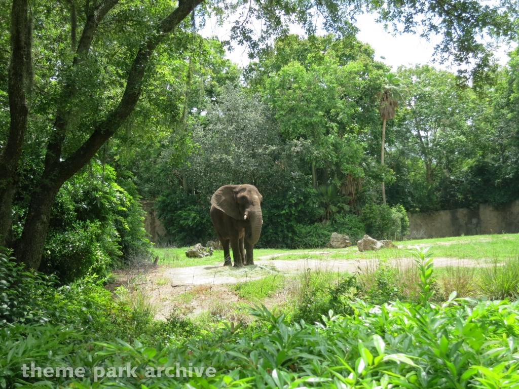 Kilimanjaro Safaris at Disney's Animal Kingdom