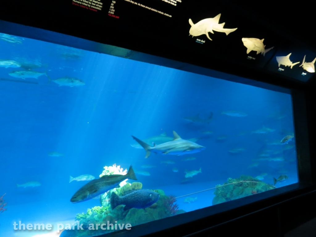 Sharks   The Coral Reef at SeaWorld San Antonio