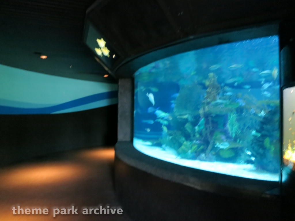 Sharks   The Coral Reef at SeaWorld San Antonio