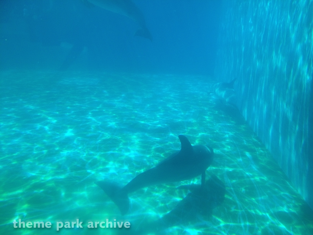 Sharks at Six Flags Discovery Kingdom