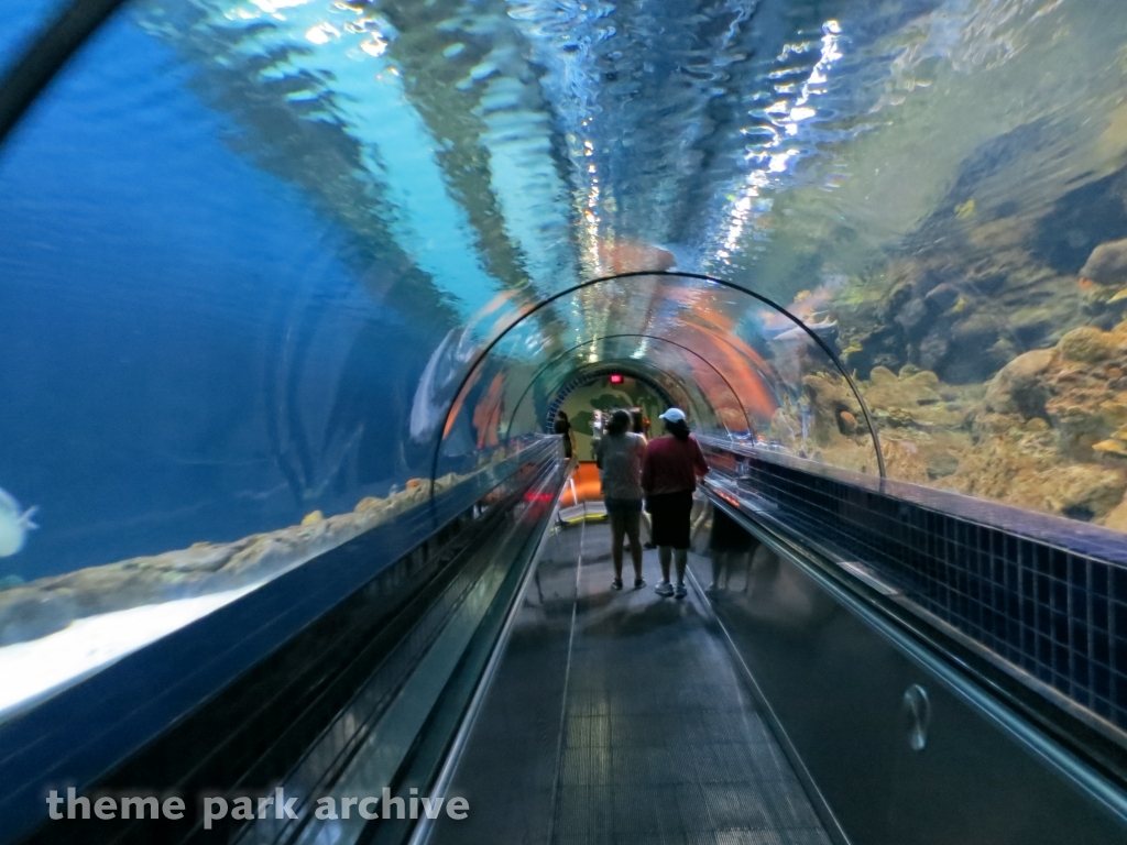 Sharks at Six Flags Discovery Kingdom