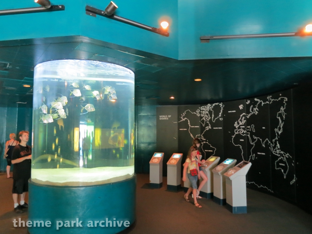 Sharks at Six Flags Discovery Kingdom