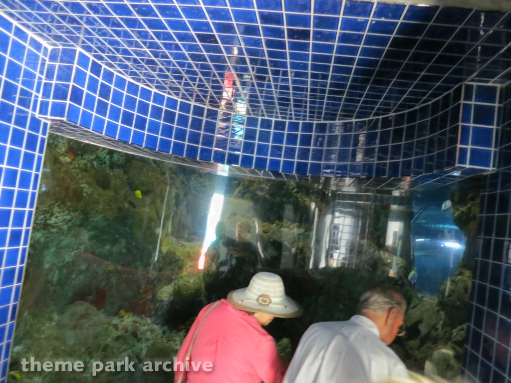 Sharks at Six Flags Discovery Kingdom