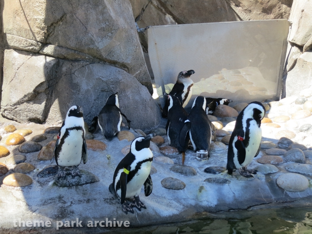 Penguin Passage at Six Flags Discovery Kingdom