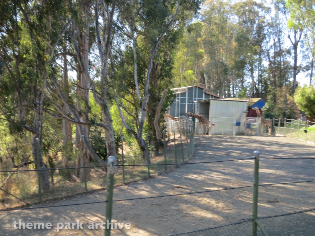 Giraffe Encounter at Six Flags Discovery Kingdom