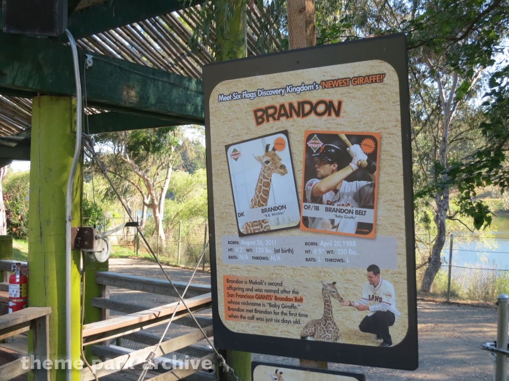 Giraffe Encounter at Six Flags Discovery Kingdom