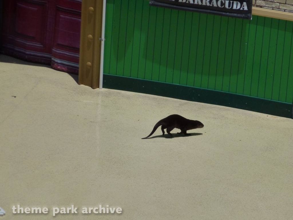 Sea Lion and Otter Stadium at SeaWorld San Diego
