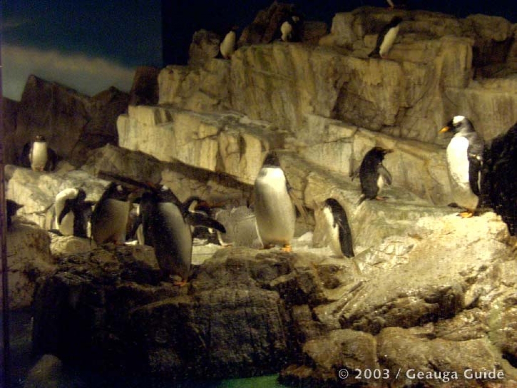 Penguin Experience at Geauga Lake