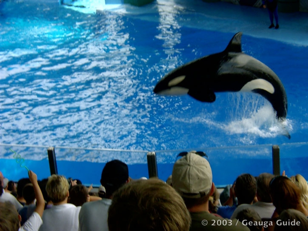 Killer Whale Stadium at Geauga Lake