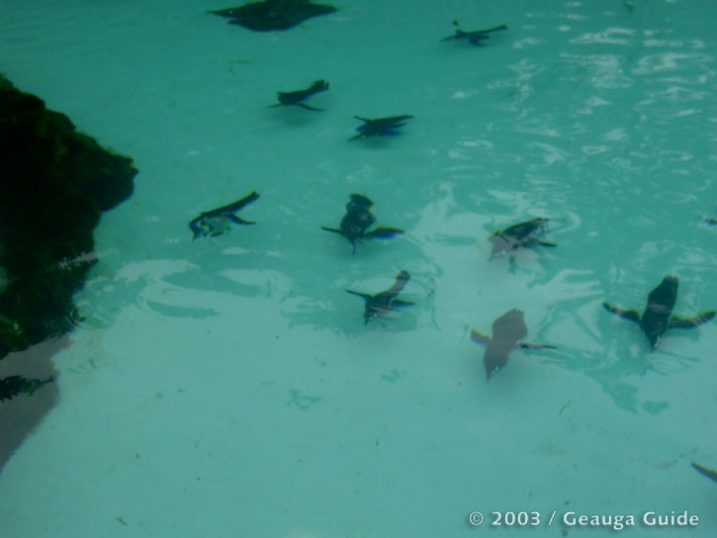 Patagonia Point at Geauga Lake