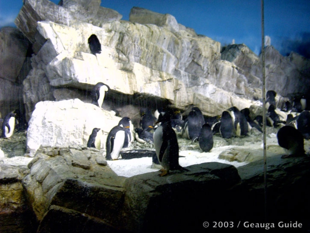 Penguin Experience at Geauga Lake