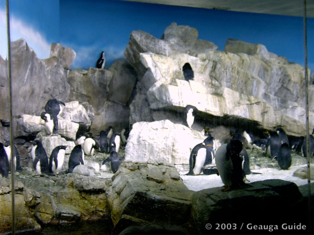 Penguin Experience at Geauga Lake
