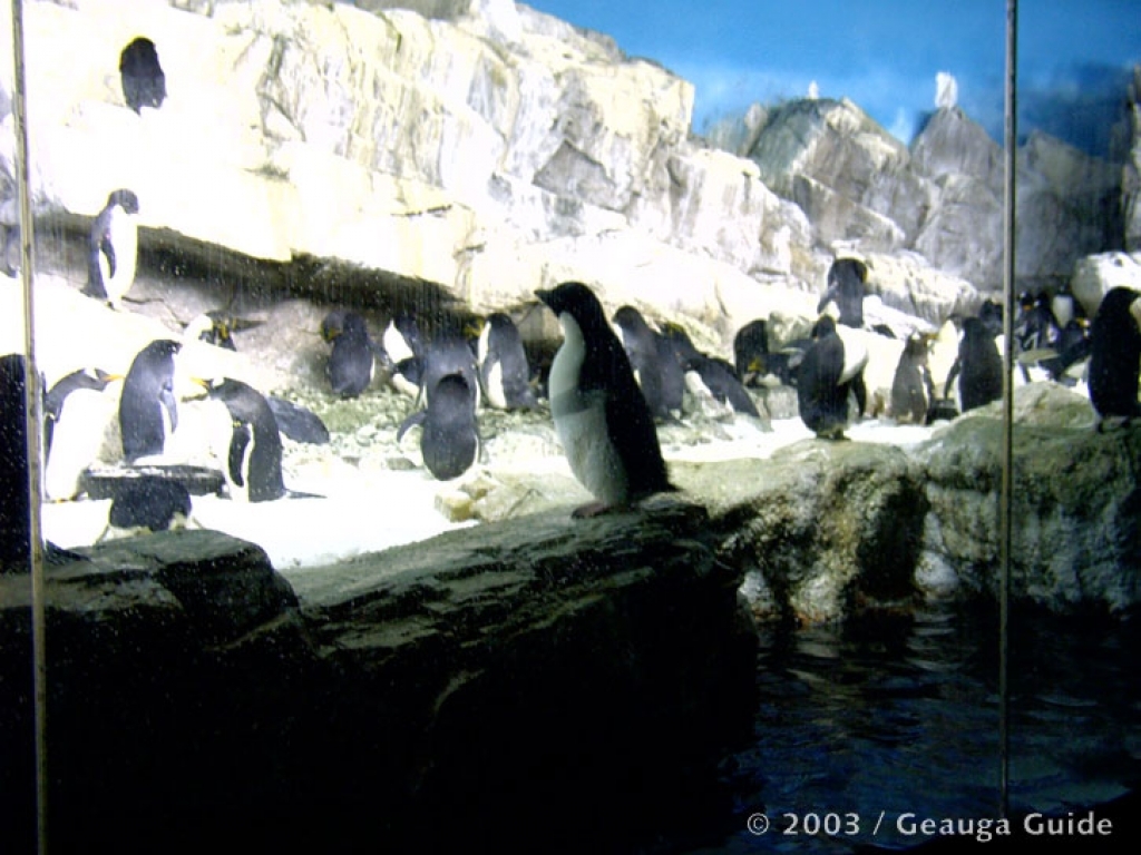 Penguin Experience at Geauga Lake