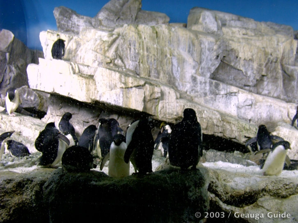 Penguin Experience at Geauga Lake