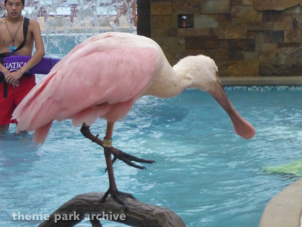 Roa's Aviary at SeaWorld San Antonio