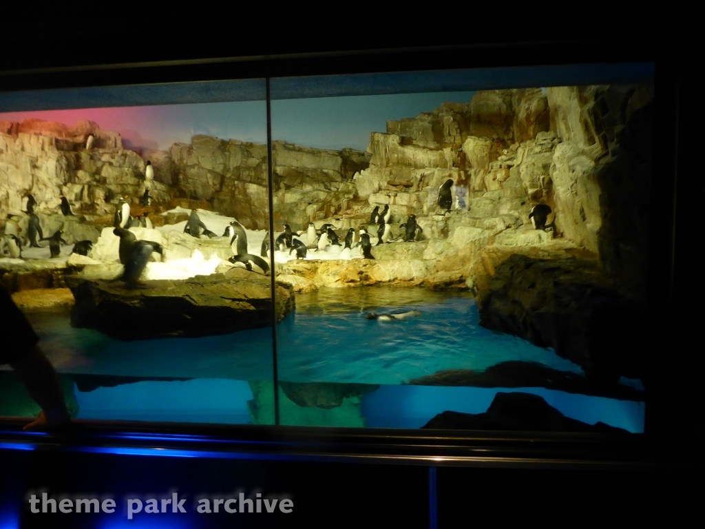 Penguin Encounter at SeaWorld San Antonio