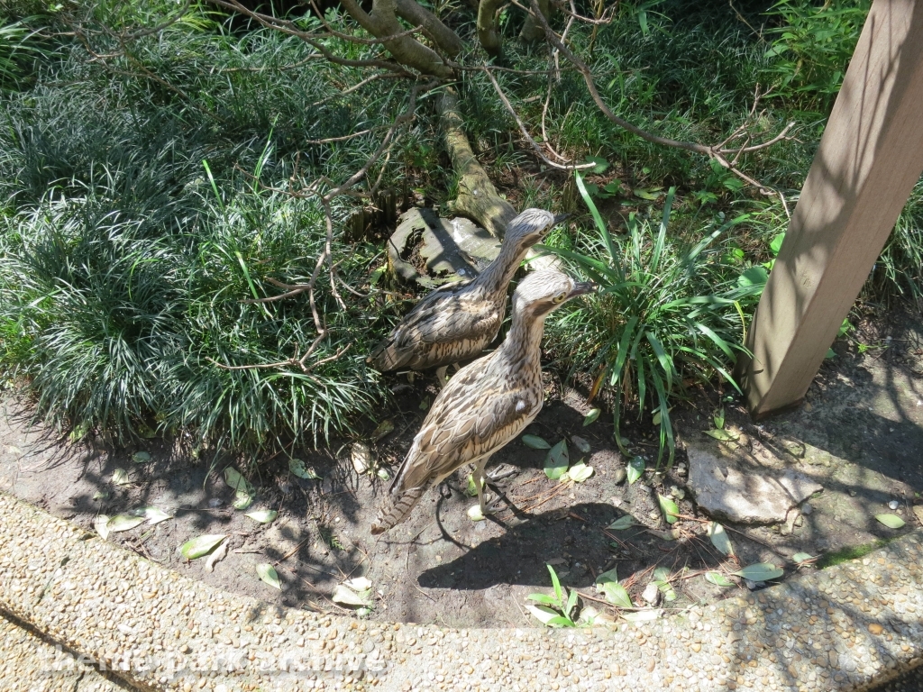 Jack Hanna's Wild Reserve at Busch Gardens Williamsburg