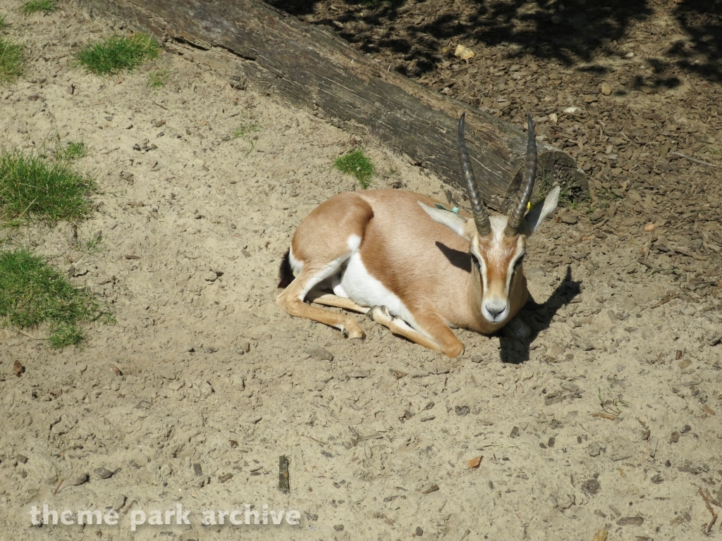 Zufari: Ride into Africa at Chessington World of Adventures Resort