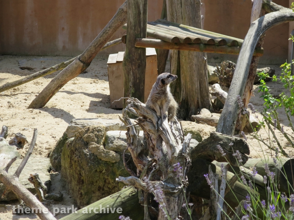 Zufari: Ride into Africa at Chessington World of Adventures Resort