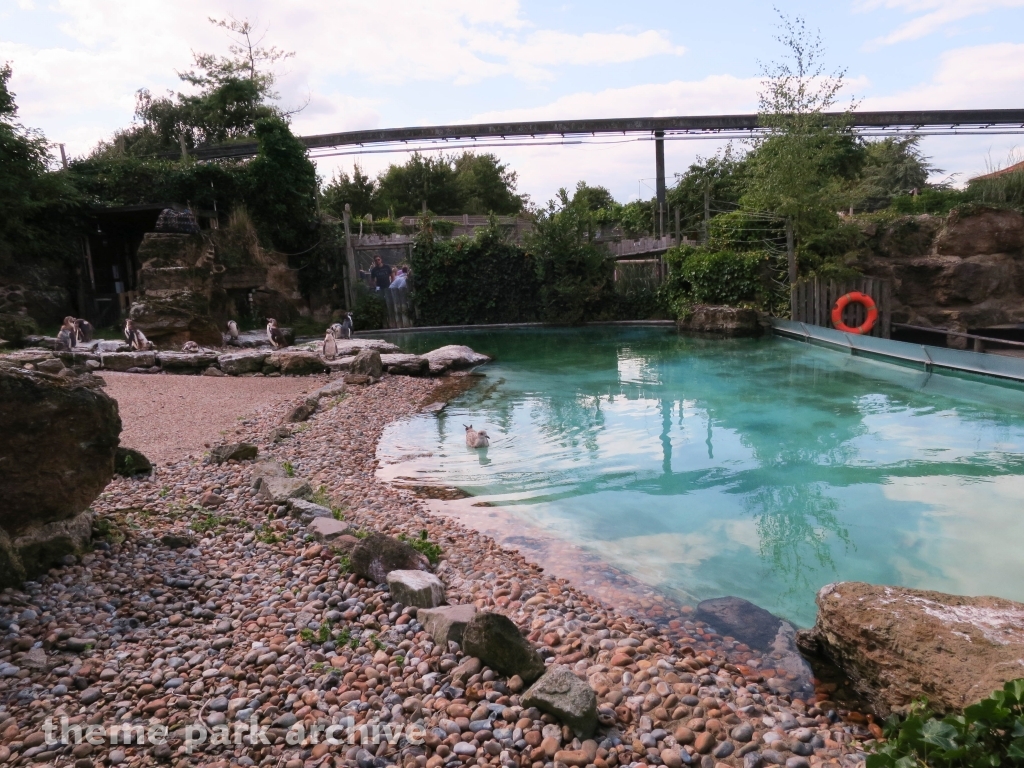 Penguin Cove at Chessington World of Adventures Resort