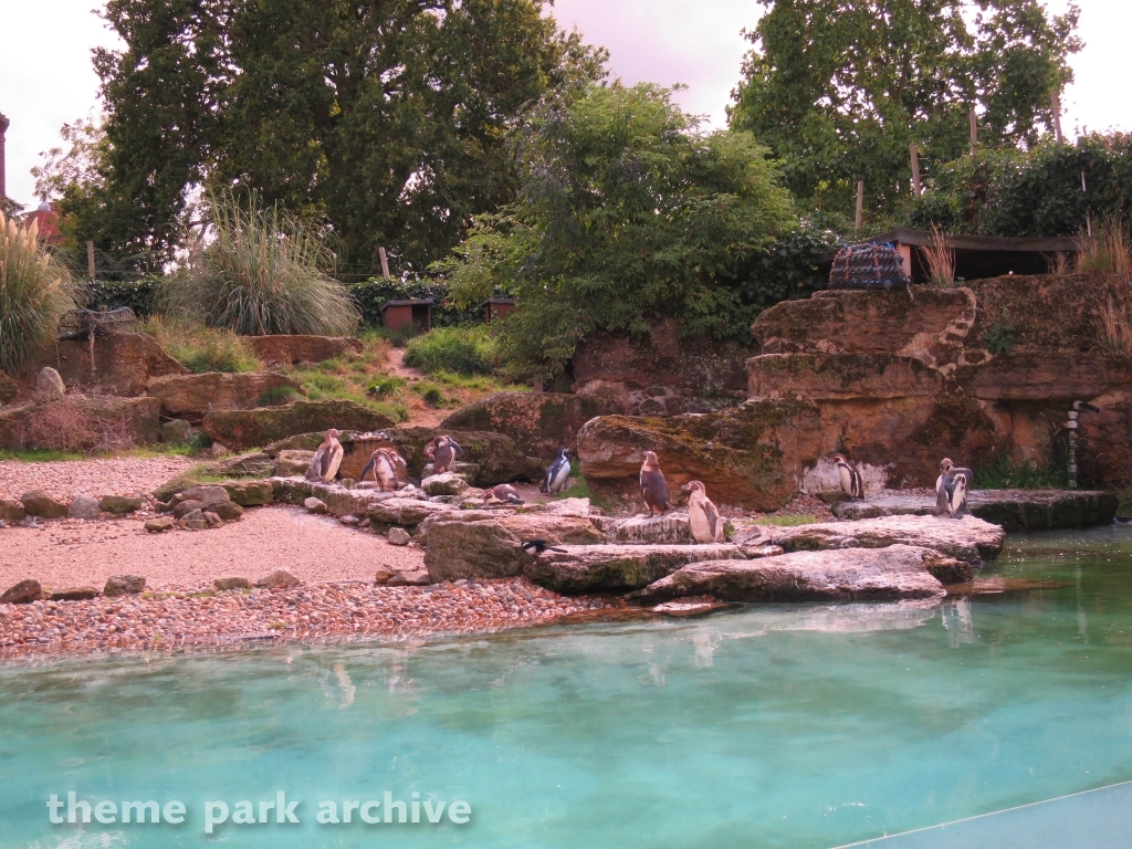 Penguin Cove at Chessington World of Adventures Resort