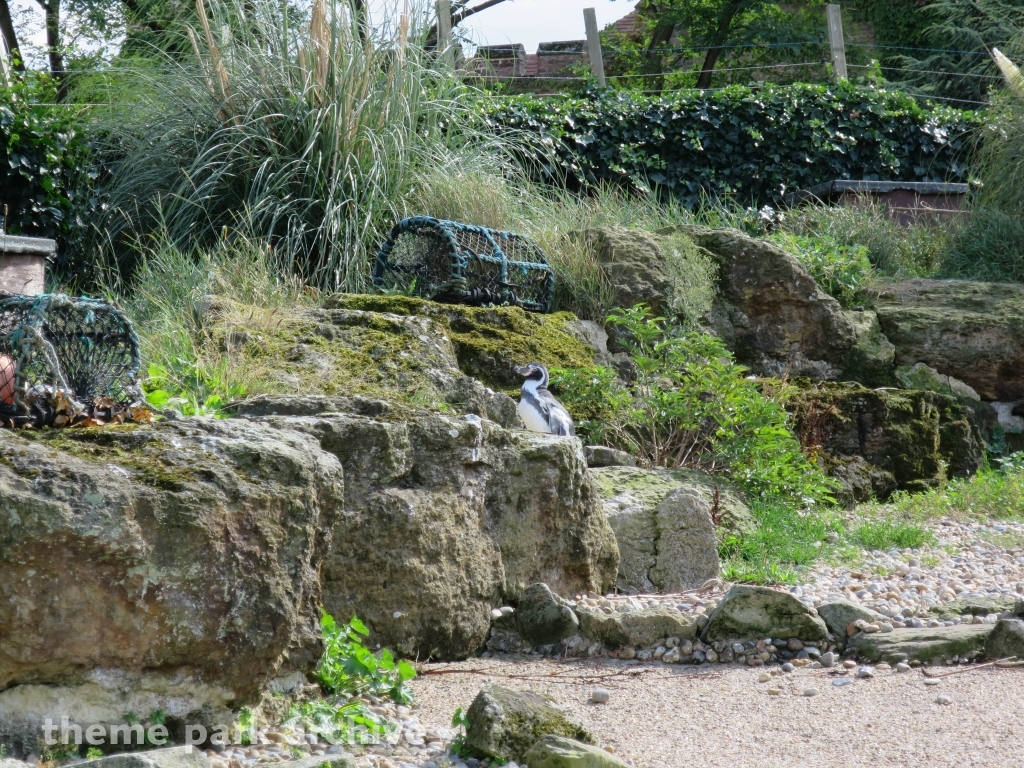 Penguin Cove at Chessington World of Adventures Resort