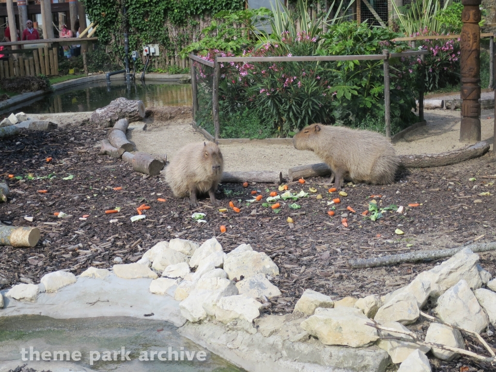 Amazu at Chessington World of Adventures Resort