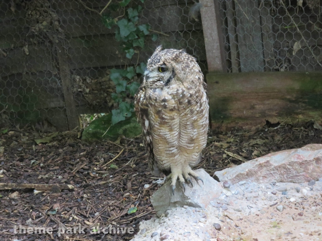 Zoo at Drayton Manor