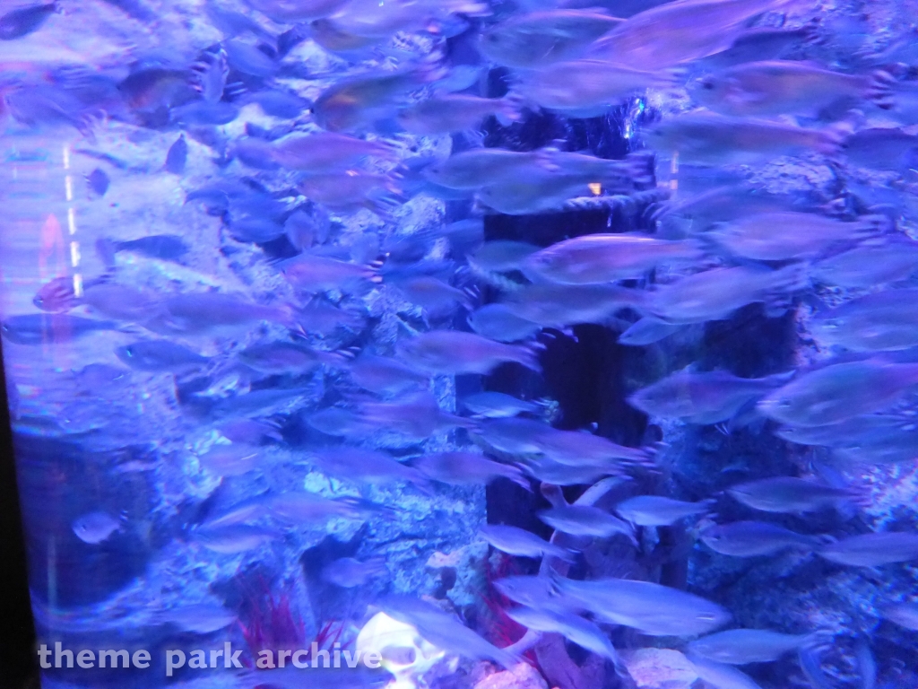 Sharkbait Reef by Sea Life at Alton Towers
