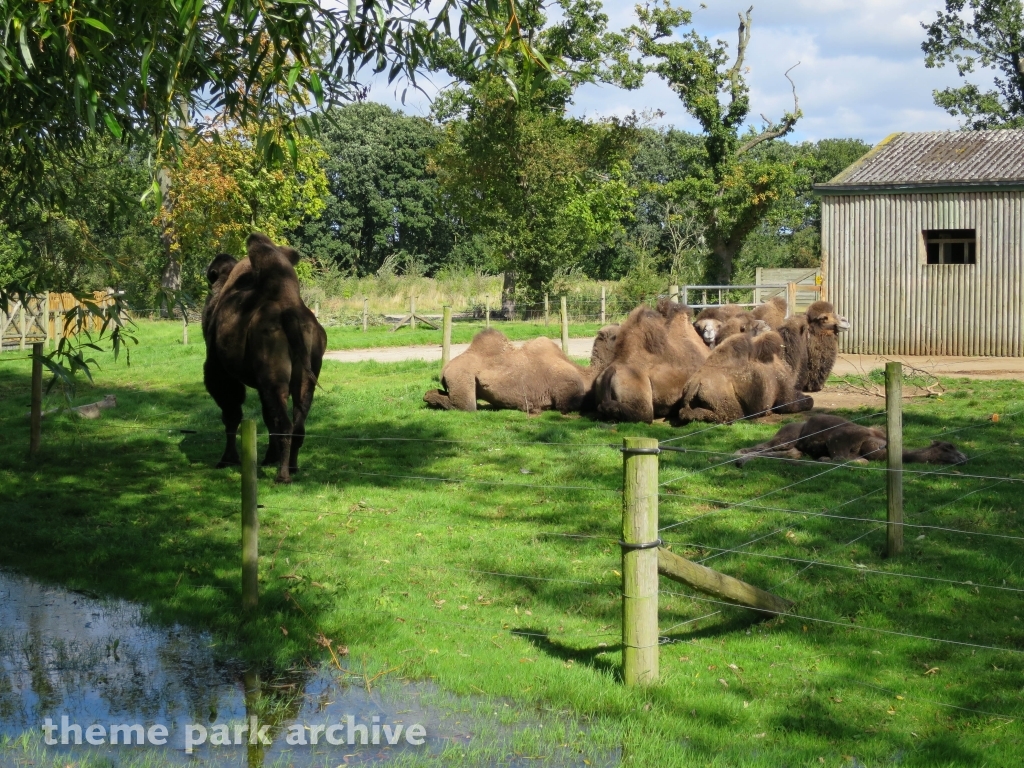 Cable Car at Flamingo Land