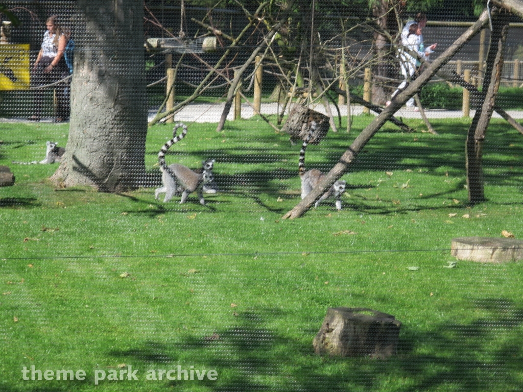 Zoo at Flamingo Land