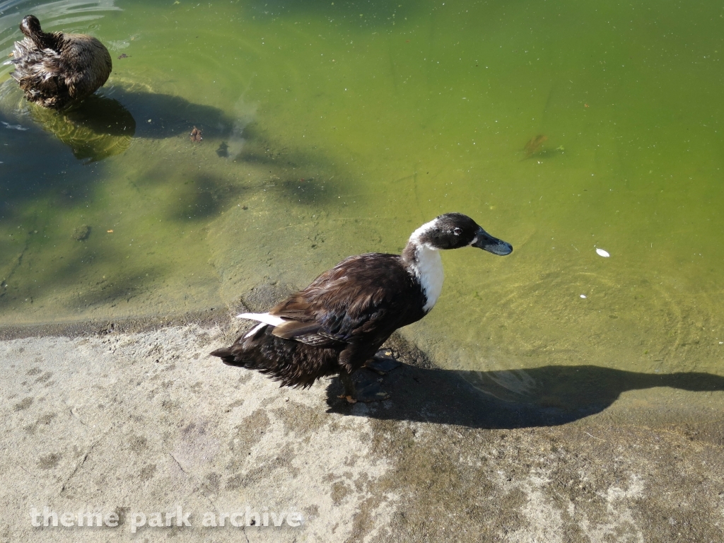 Muddy Duck Farm at Flamingo Land