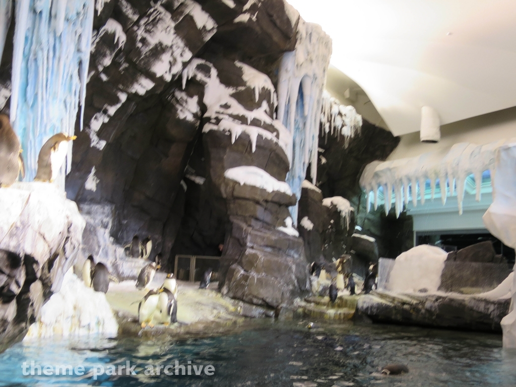 Antarctica Empire of the Penguin at SeaWorld Orlando