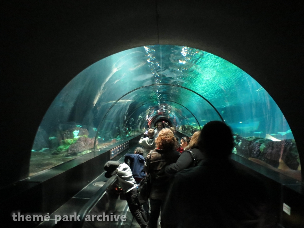 Shark Encounter at SeaWorld Orlando