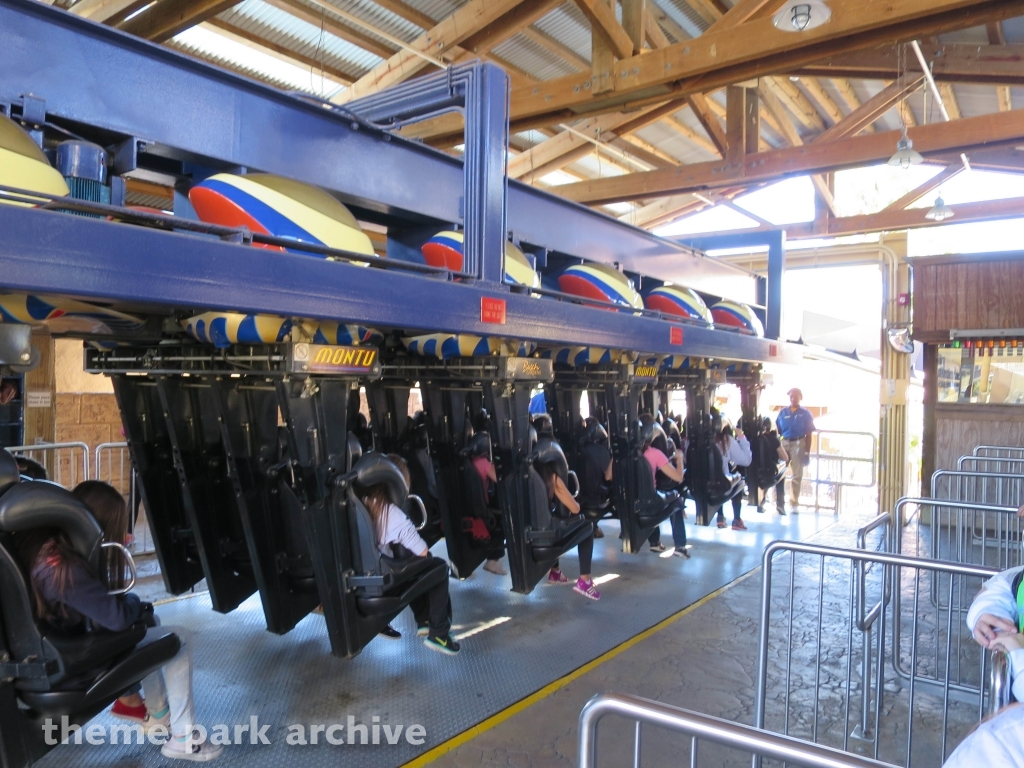 Montu at Busch Gardens Tampa