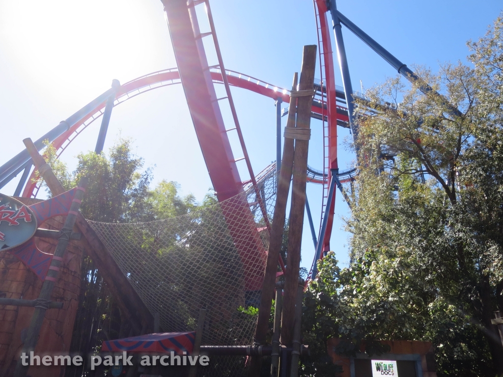 Sheikra at Busch Gardens Tampa