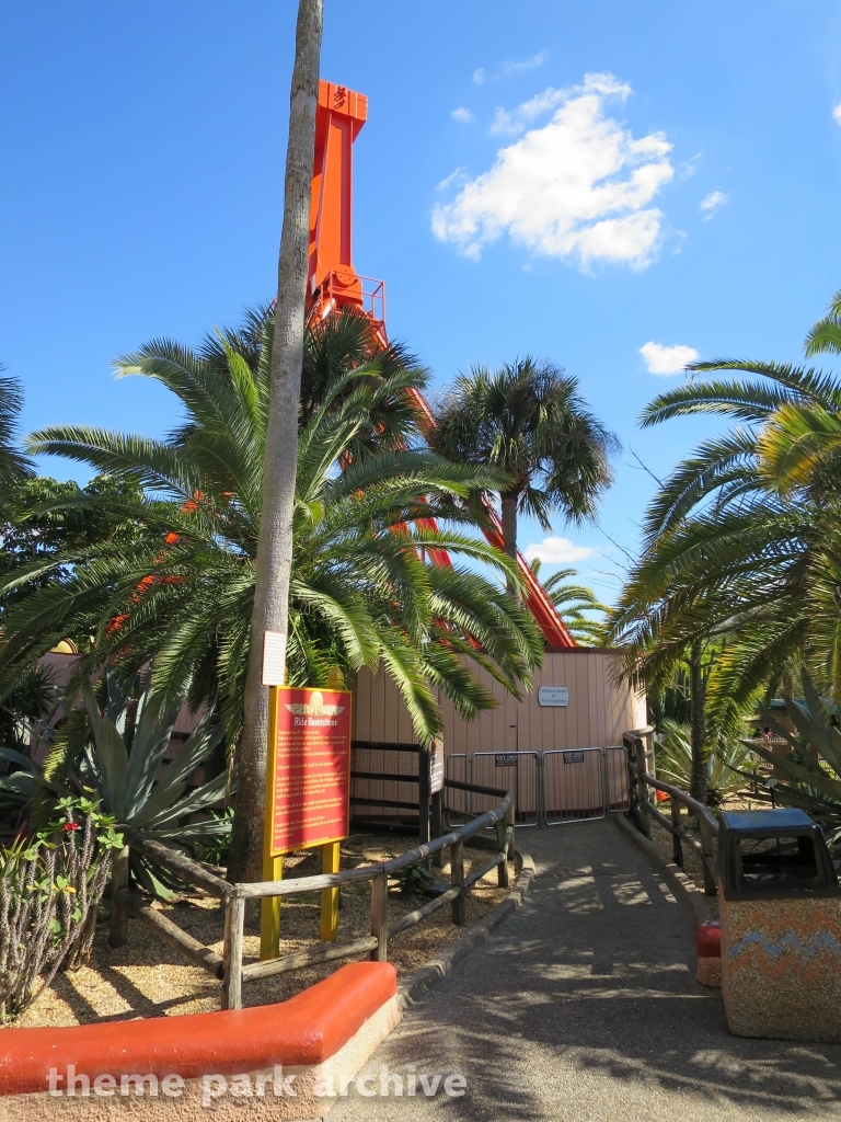 Phoenix at Busch Gardens Tampa