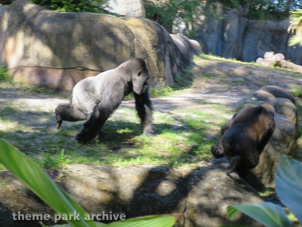 Myambe Reserve at Busch Gardens Tampa