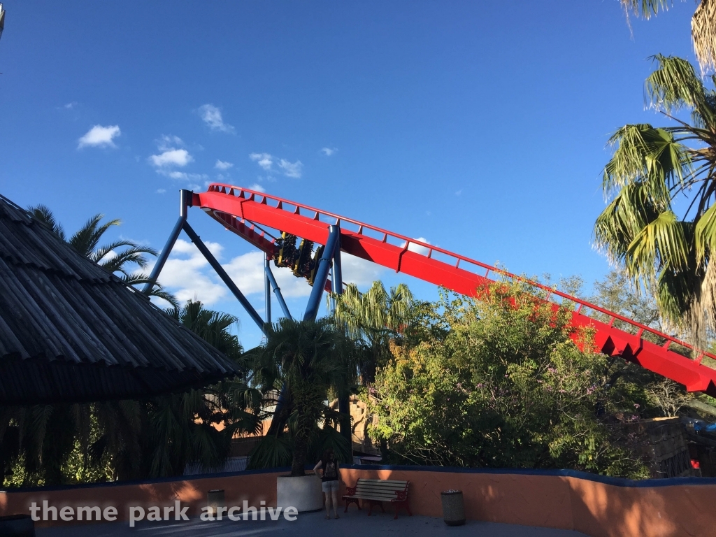 Sheikra at Busch Gardens Tampa