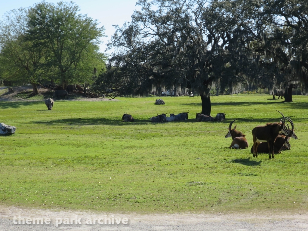 Serengeti Plain at Busch Gardens Tampa