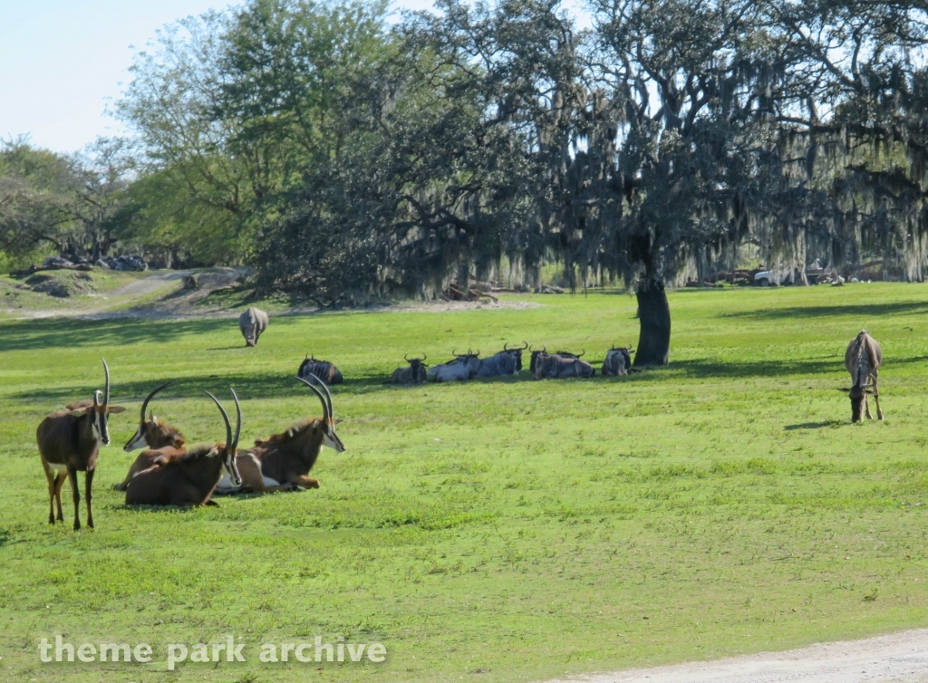 Serengeti Plain at Busch Gardens Tampa