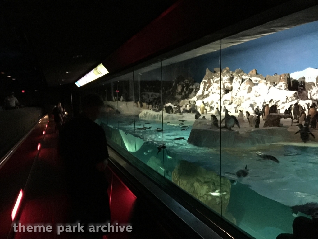 Penguin Encounter at SeaWorld San Diego