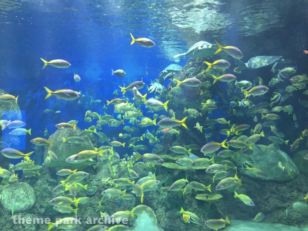 Turtle Reef at SeaWorld San Diego