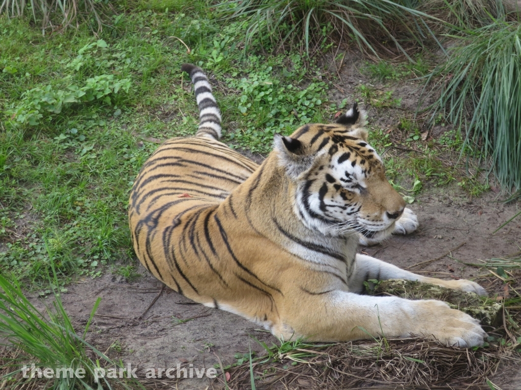 Maharajah Jungle Trek at Disney's Animal Kingdom