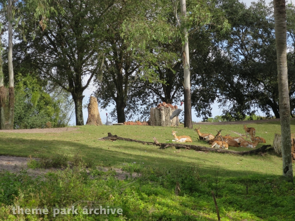 Maharajah Jungle Trek at Disney's Animal Kingdom