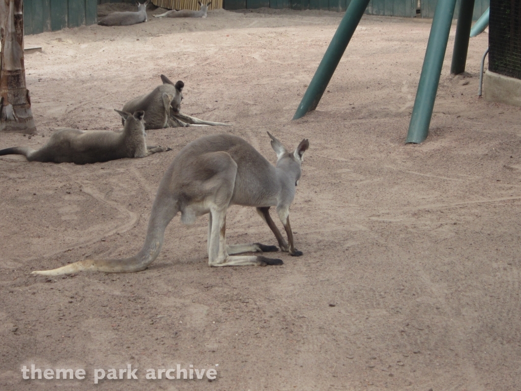 Bird Gardens at Busch Gardens Tampa