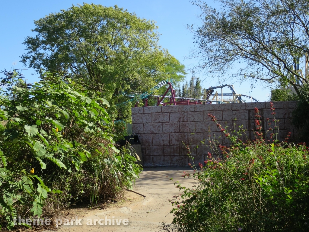 Cobra's Curse at Busch Gardens Tampa